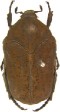 Badelina pygidialis.jpg